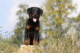 BEAUCERON - PUPPIES 116